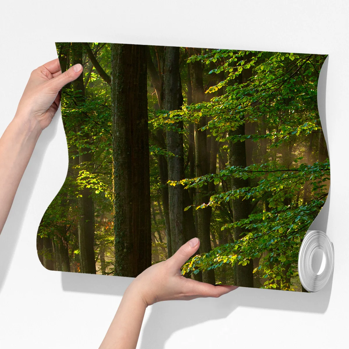 Fototapeta poranne światło w lesie bukowym Fototapeta poranne światło w lesie bukowym