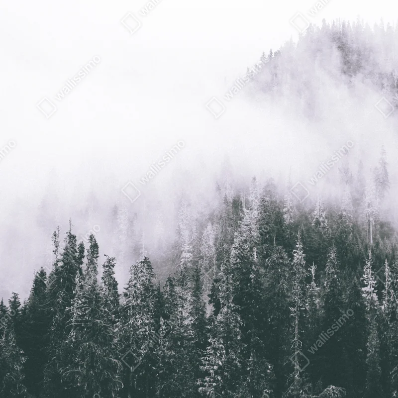 Kühlschrankaufkleber nebliger immergrüner wald Kühlschrankaufkleber nebliger immergrüner wald