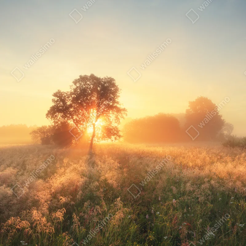 Tischaufkleber und Schreibtischaufkleber goldener sonnenaufgang über nebliger wiese Tischaufkleber und Schreibtischaufkleber goldener sonnenaufgang über nebliger wiese