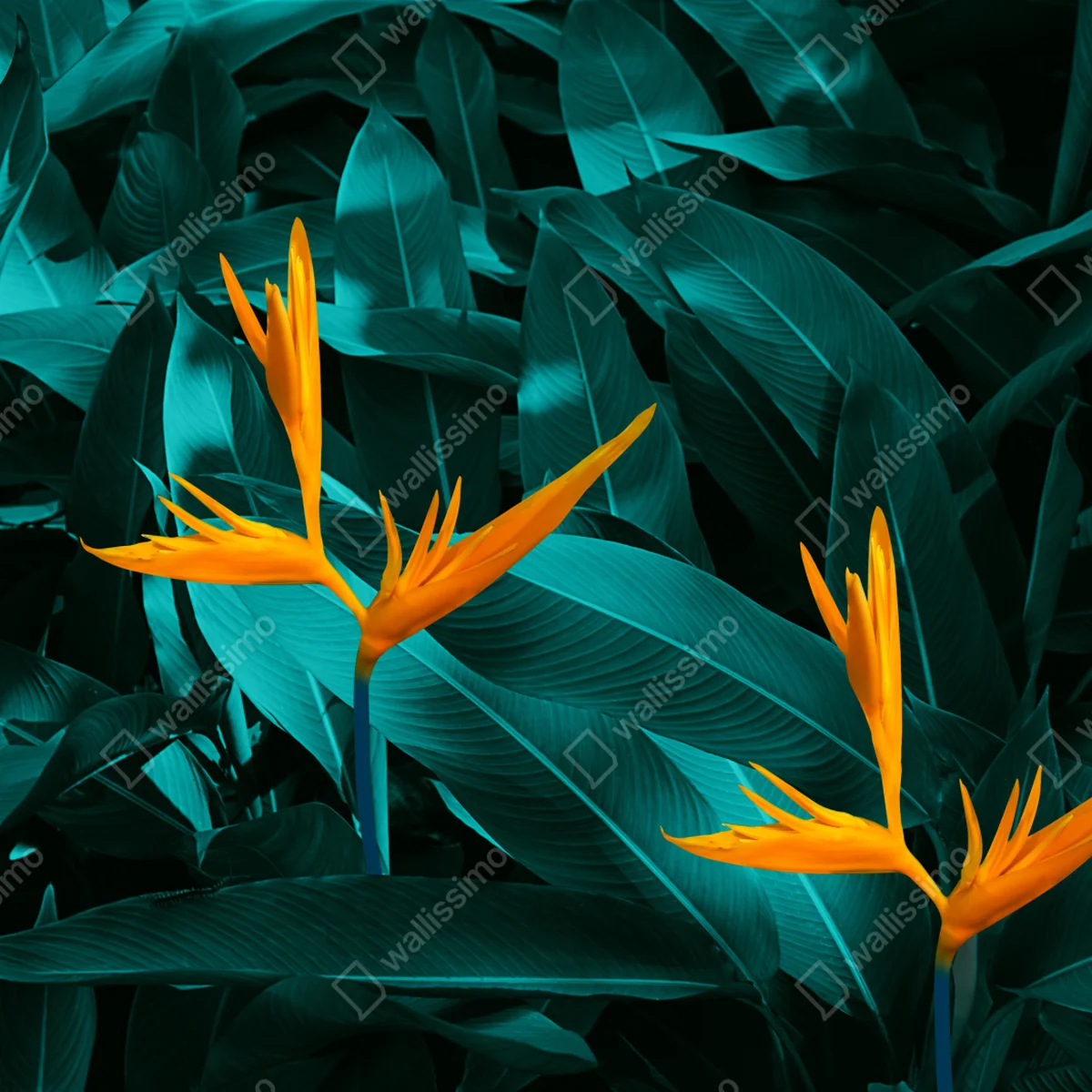 Poster tropische strelitzie auf türkisfarbenen blättern Poster tropische strelitzie auf türkisfarbenen blättern