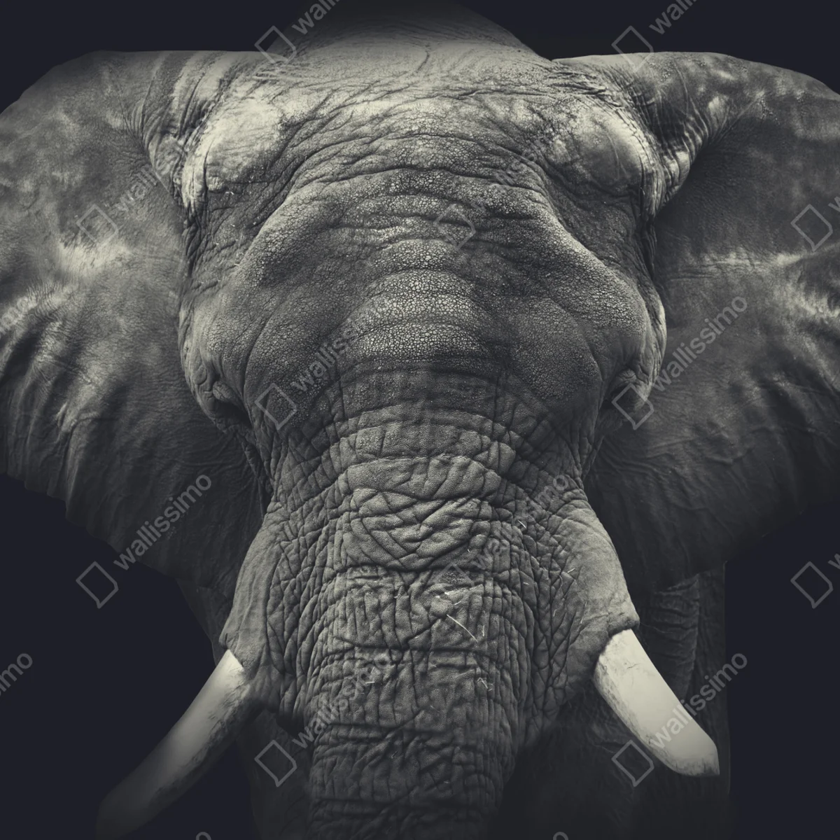 Leinwandbild majestätisches elefantenportrait in monochrom Leinwandbild majestätisches elefantenportrait in monochrom