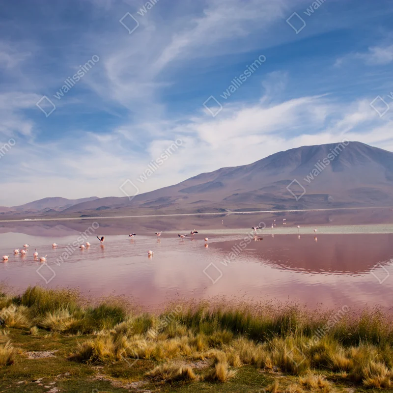 Fototapete rosa lagune mit flamingos und bergspiegelung Fototapete rosa lagune mit flamingos und bergspiegelung