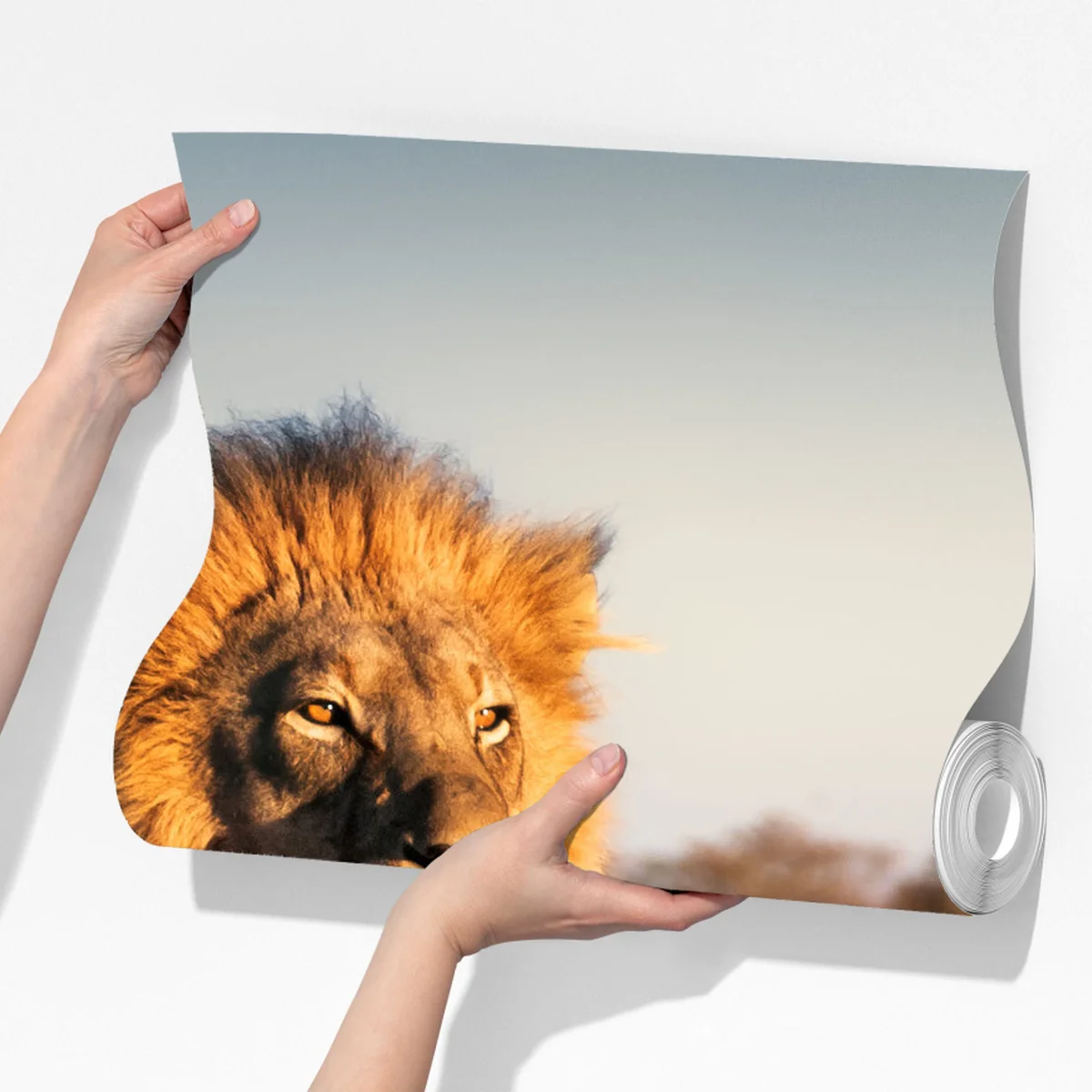 Fototapeta władczy lew na sawannie Fototapeta władczy lew na sawannie