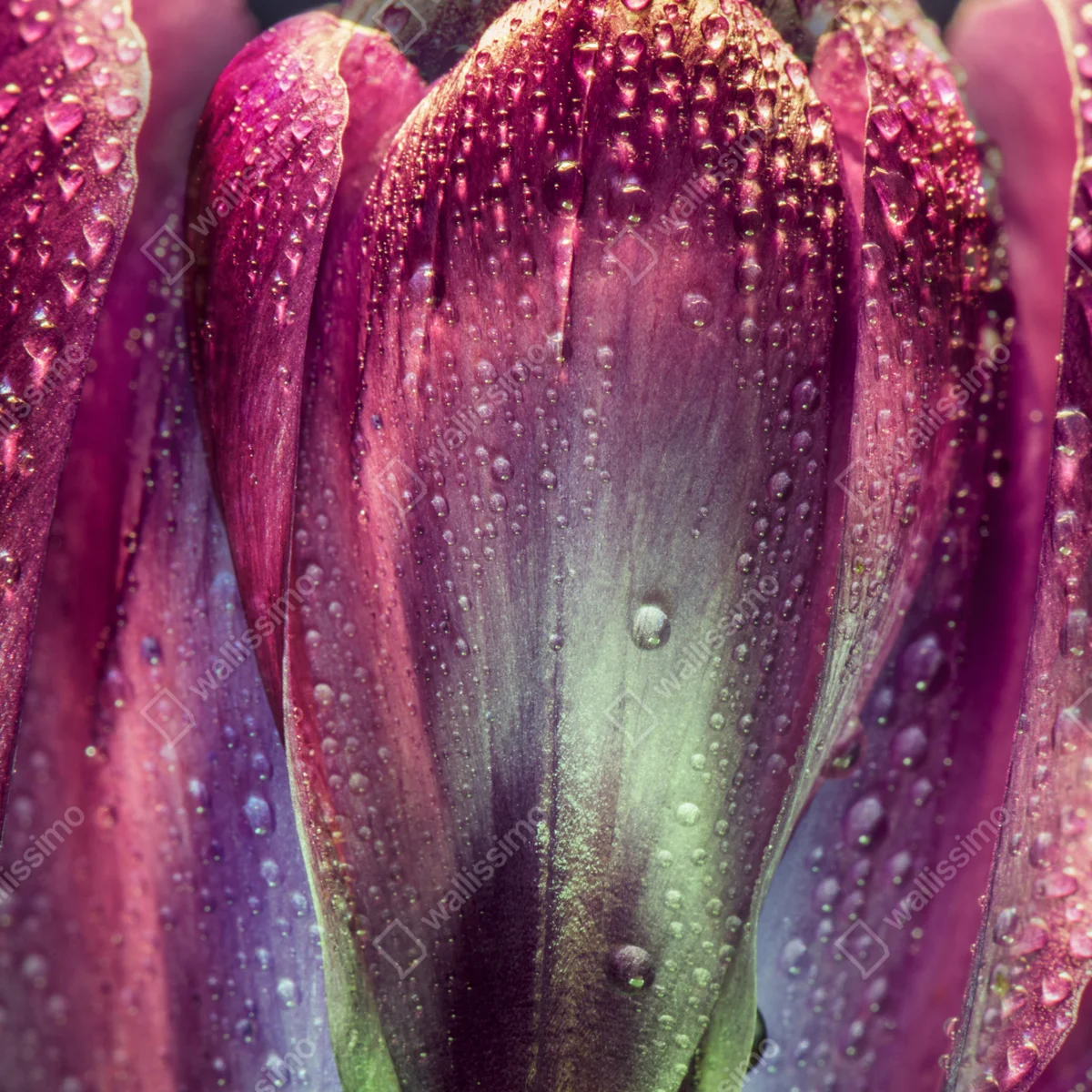 Poster lila taubedeckte tulpen nahaufnahme • Poster bei Wallnifity® Poster lila taubedeckte tulpen nahaufnahme • Poster bei Wallnifity®