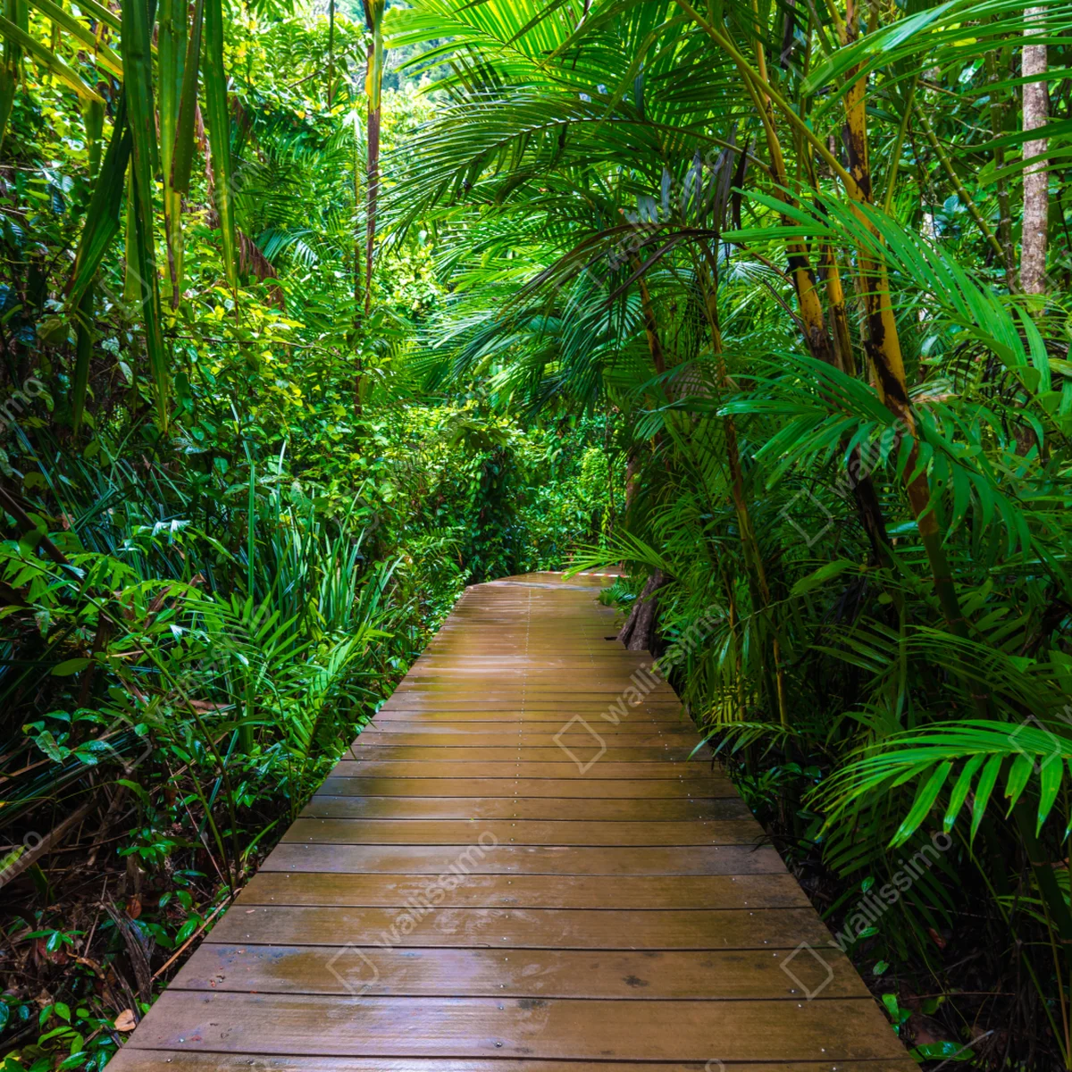 Fototapete mangrovensteg durch üppigen grünen dschungel Fototapete mangrovensteg durch üppigen grünen dschungel