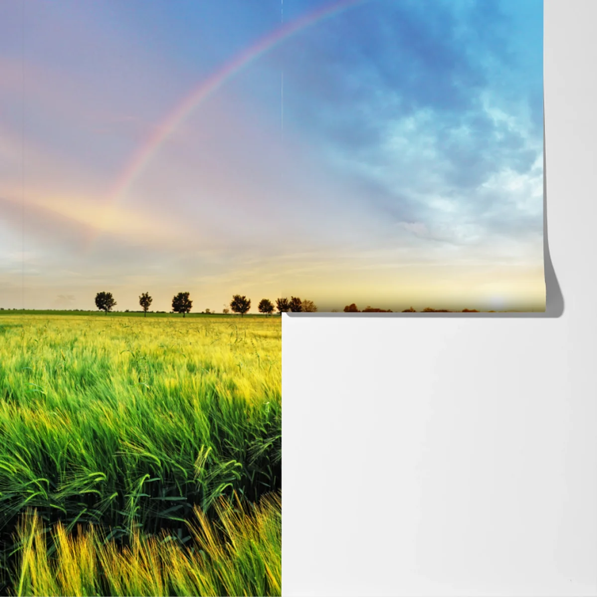 Fototapete regenbogen über goldenem weizenfeld bei sonnenuntergang Fototapete regenbogen über goldenem weizenfeld bei sonnenuntergang