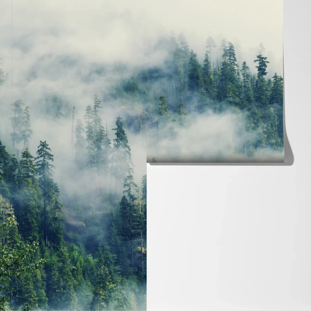 Fototapete nebliger nadelwald Fototapete nebliger nadelwald