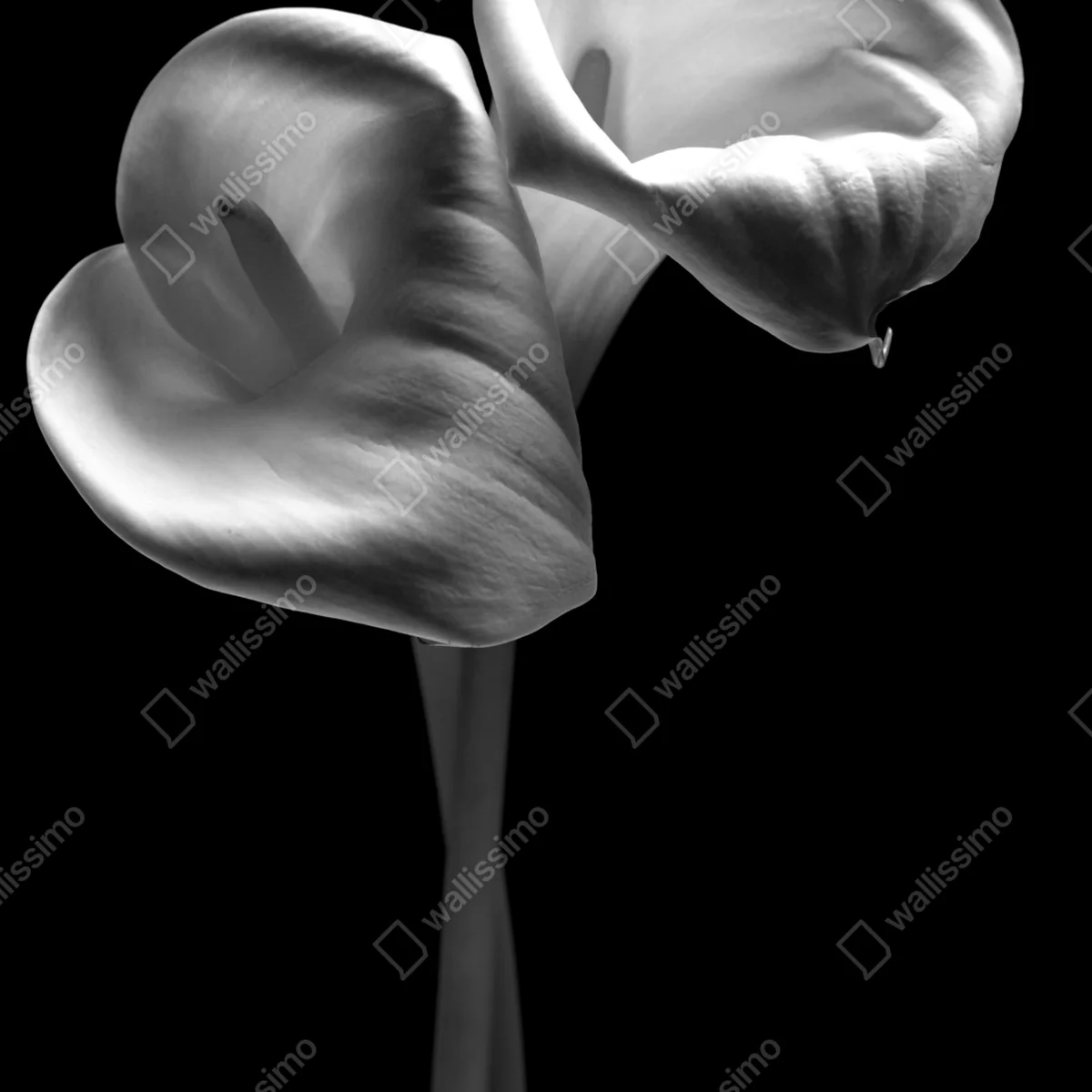 Poster elegante calla-blüten in monochrom Poster elegante calla-blüten in monochrom