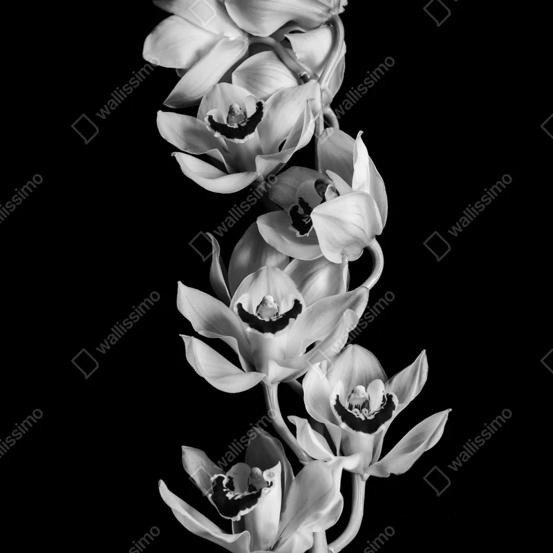 Poster eleganter monochromer orchideenstiel Poster eleganter monochromer orchideenstiel