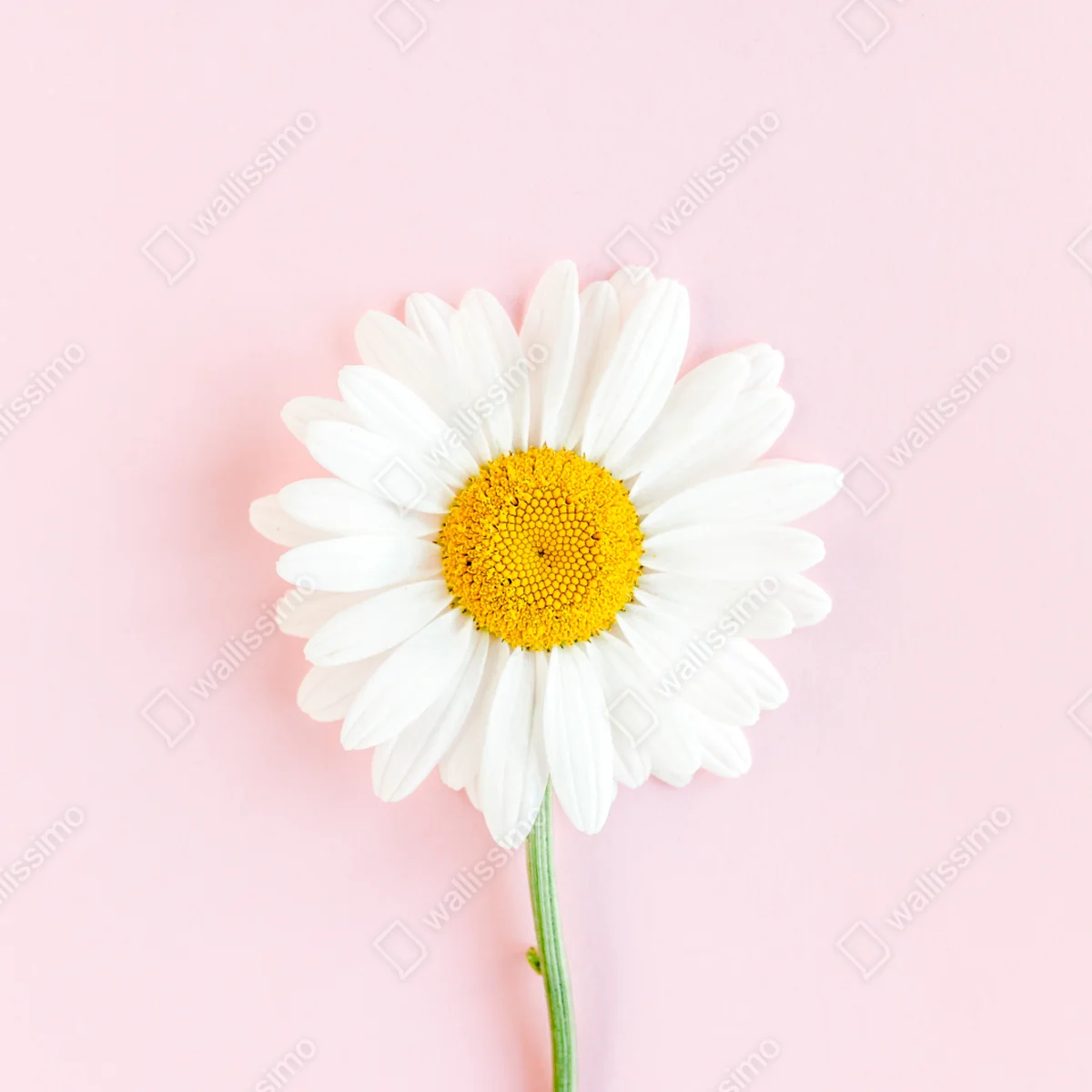 Poster weißes gänseblümchen auf pastellrosa hintergrund Poster weißes gänseblümchen auf pastellrosa hintergrund