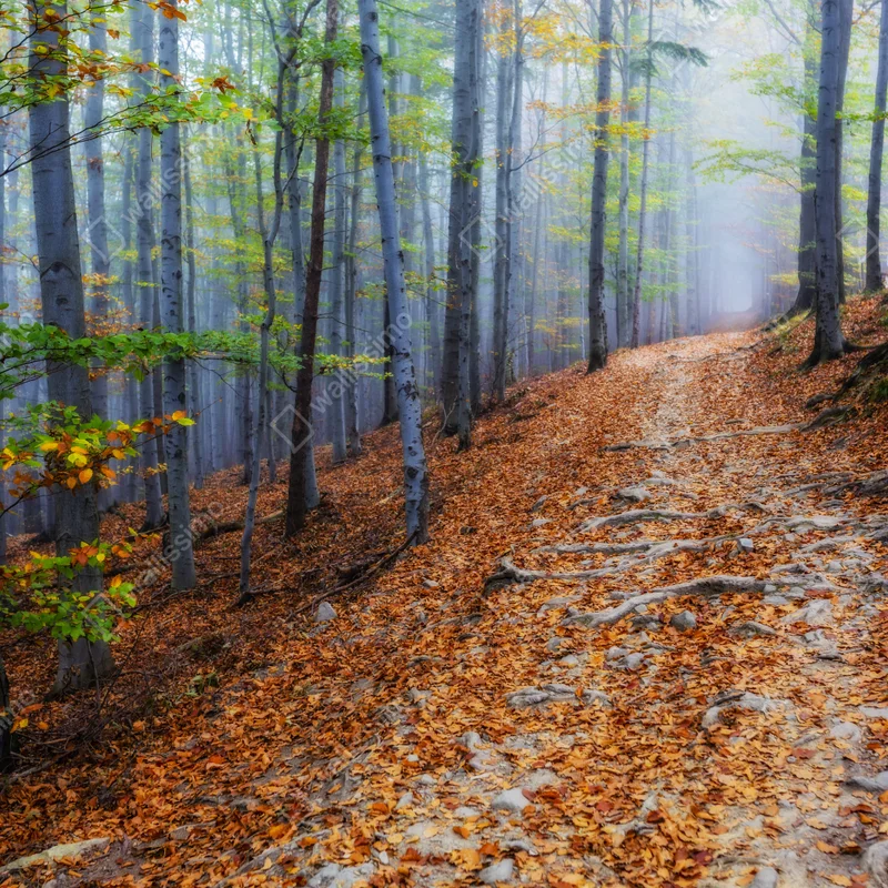 Poster goldener herbstwald pfad • Poster bei Wallnifity® Poster goldener herbstwald pfad • Poster bei Wallnifity®