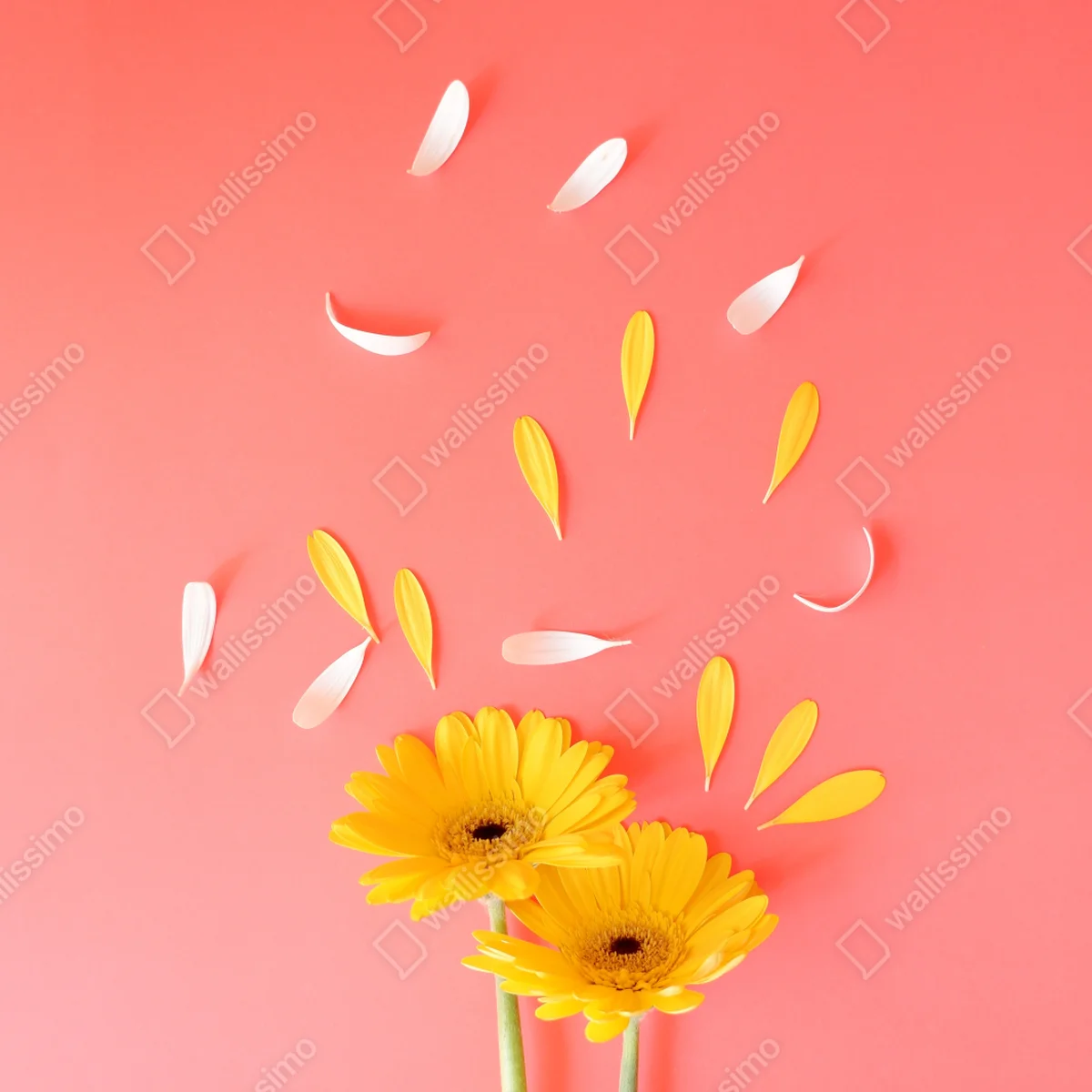 Kühlschrankaufkleber sonnige gelbe gerbera auf korallfarbenem hintergrund Kühlschrankaufkleber sonnige gelbe gerbera auf korallfarbenem hintergrund
