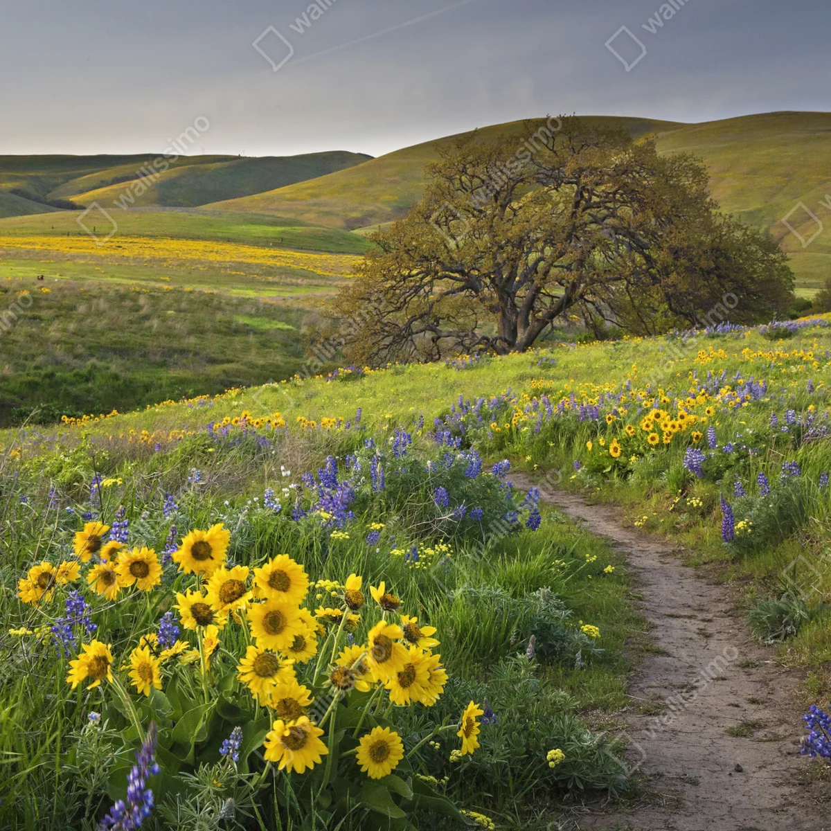 Leinwandbild pfad durch blumenwiese mit eichenbaum Leinwandbild pfad durch blumenwiese mit eichenbaum