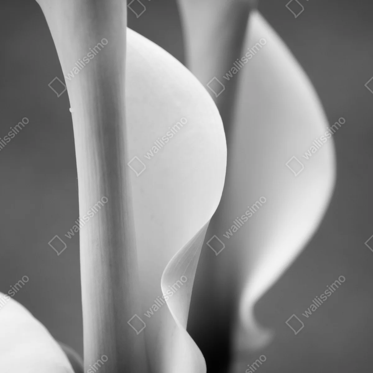 Schrankaufkleber elegante calla-lilien in monochrom Schrankaufkleber elegante calla-lilien in monochrom
