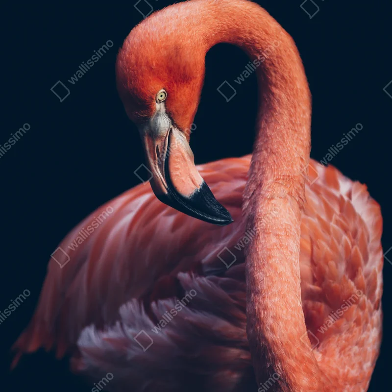Poster elegantes rosa flamingo-porträt • Poster bei Wallnifity® Poster elegantes rosa flamingo-porträt • Poster bei Wallnifity®