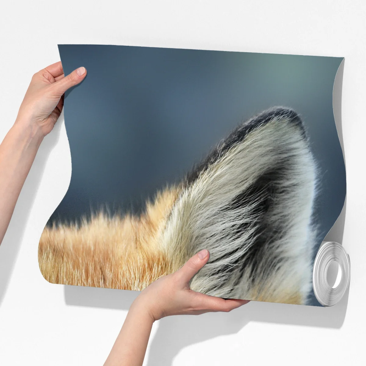 Fototapete rotfuchs nahaufnahme Fototapete rotfuchs nahaufnahme