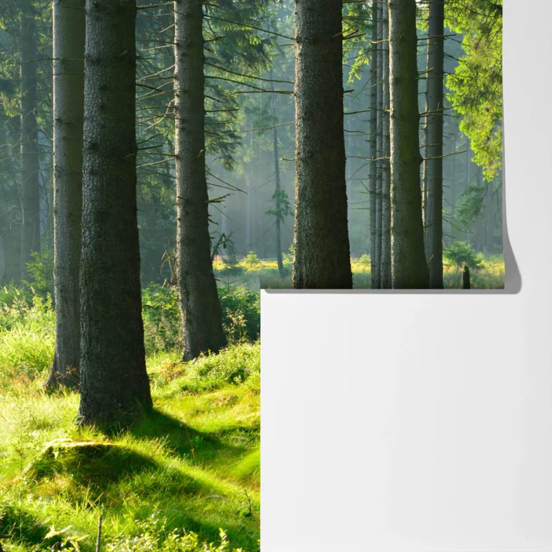 Fototapeta słoneczna zielona polana w lesie Fototapeta słoneczna zielona polana w lesie