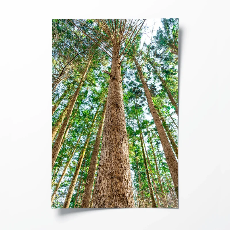 Poster Eine vertikale Perspektive fängt hoch aufragende Bäume ein, die sich in den Himmel strecken. Hochwertiges Foto • Poster bei Wallnifity® Poster Eine vertikale Perspektive fängt hoch aufragende Bäume ein, die sich in den Himmel strecken. Hochwertiges Foto • Poster bei Wallnifity®