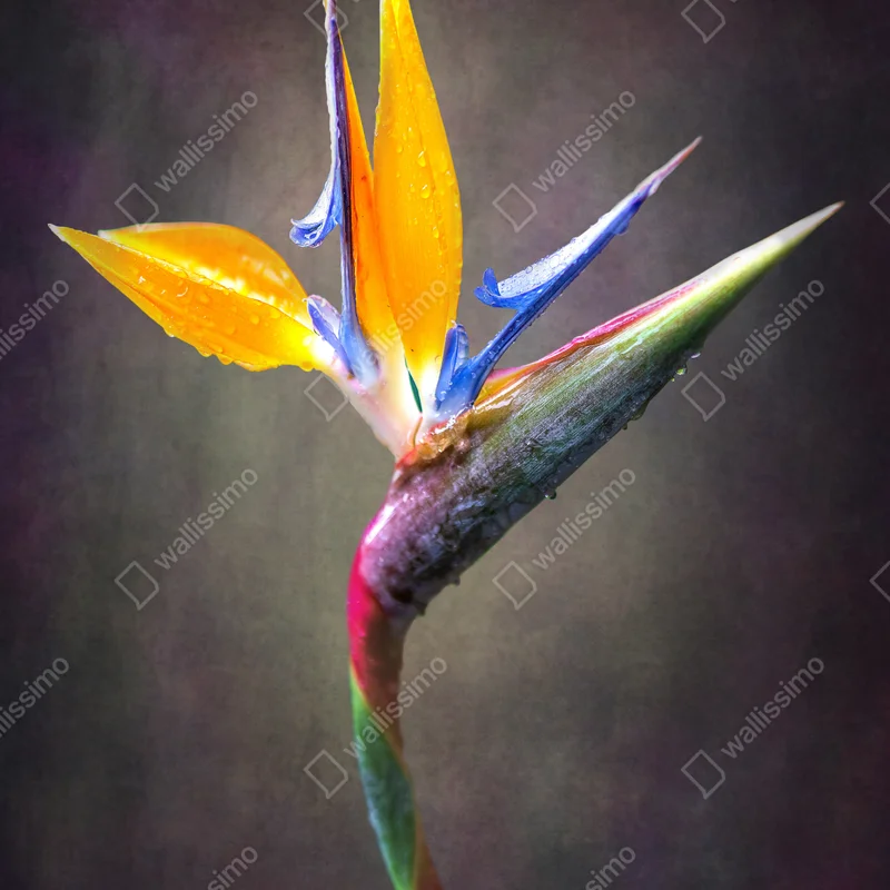 Repositionierbarer Aufkleber strelitzie in leuchtenden farben Repositionierbarer Aufkleber strelitzie in leuchtenden farben