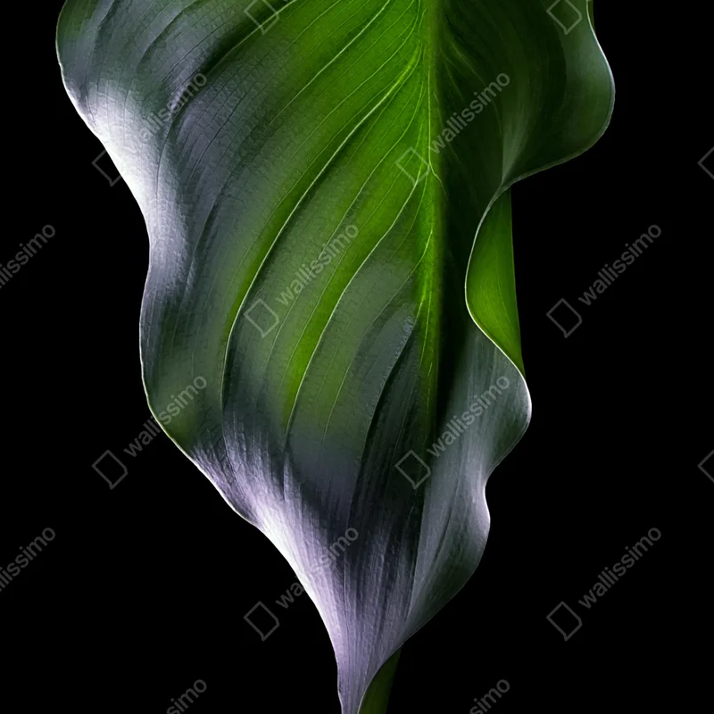 Türaufkleber elegantes grünes blatt auf schwarzem hintergrund Türaufkleber elegantes grünes blatt auf schwarzem hintergrund