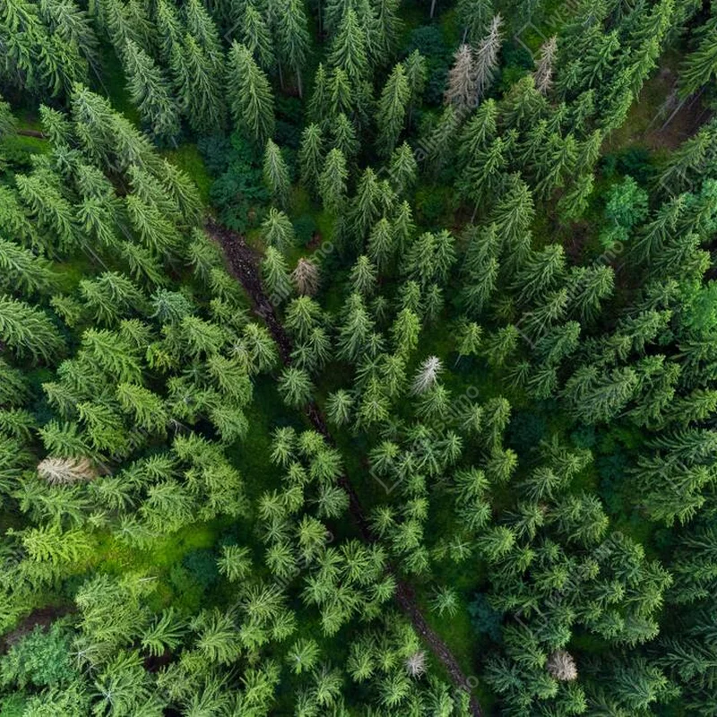 Poster Ein Blick von oben auf einen Tannenwald im Sommer, wild, Natur • Poster bei Wallnifity® Poster Ein Blick von oben auf einen Tannenwald im Sommer, wild, Natur • Poster bei Wallnifity®