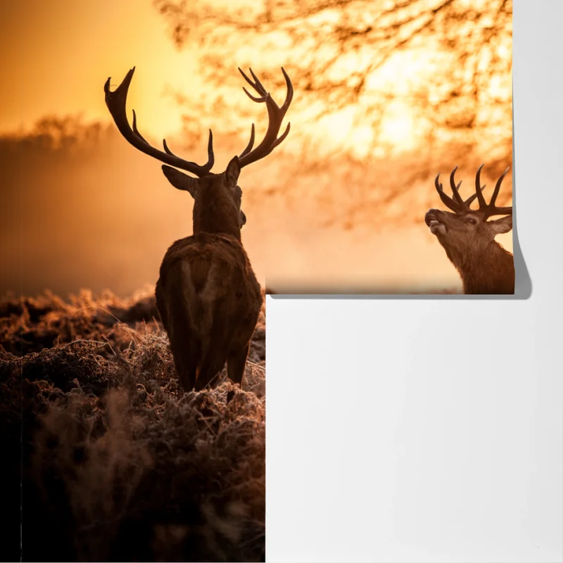 Fototapete goldener sonnenaufgang mit hirschen auf frostiger wiese Fototapete goldener sonnenaufgang mit hirschen auf frostiger wiese