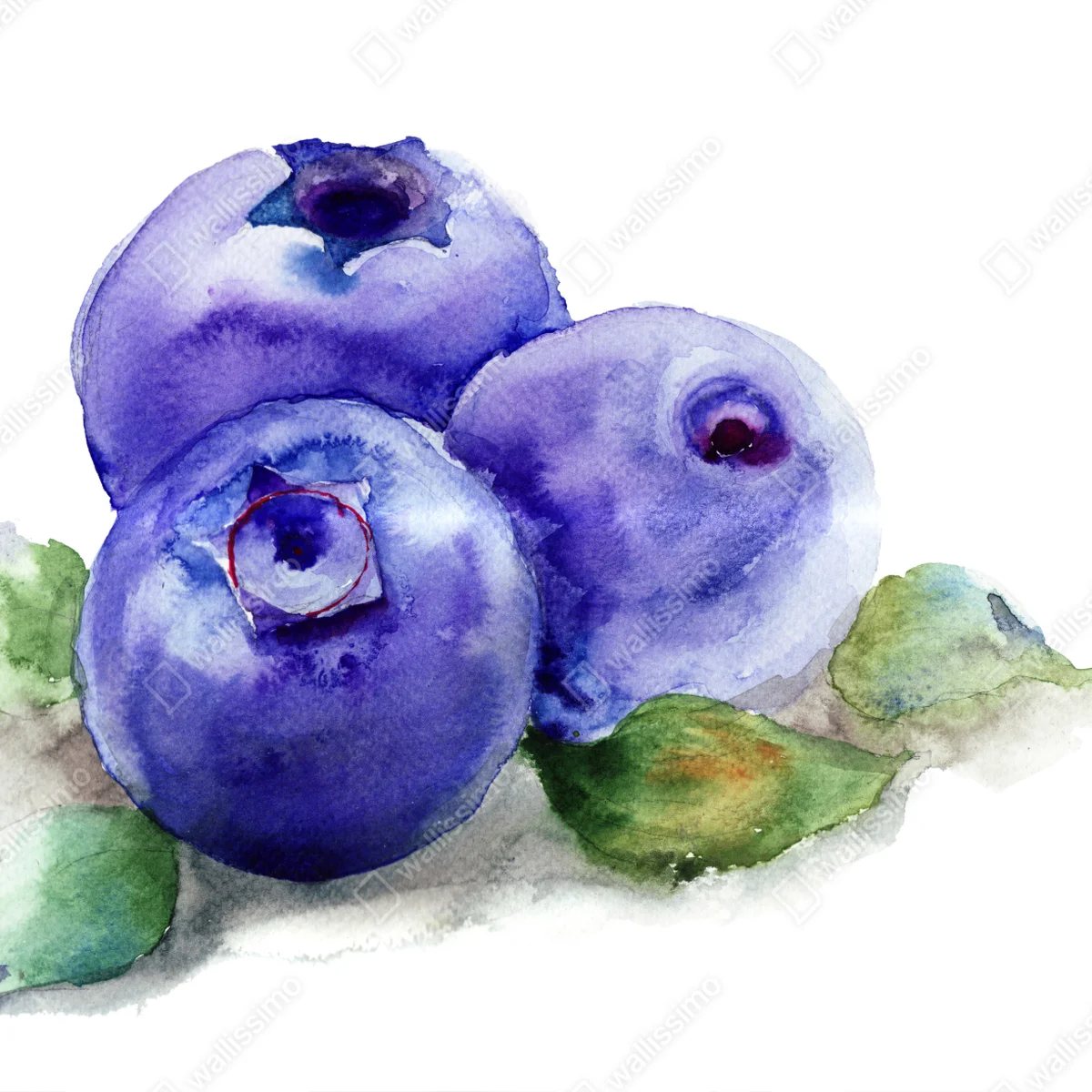 Naklejka na laptopa akwarelowe borówki botaniczna ilustracja Naklejka na laptopa akwarelowe borówki botaniczna ilustracja