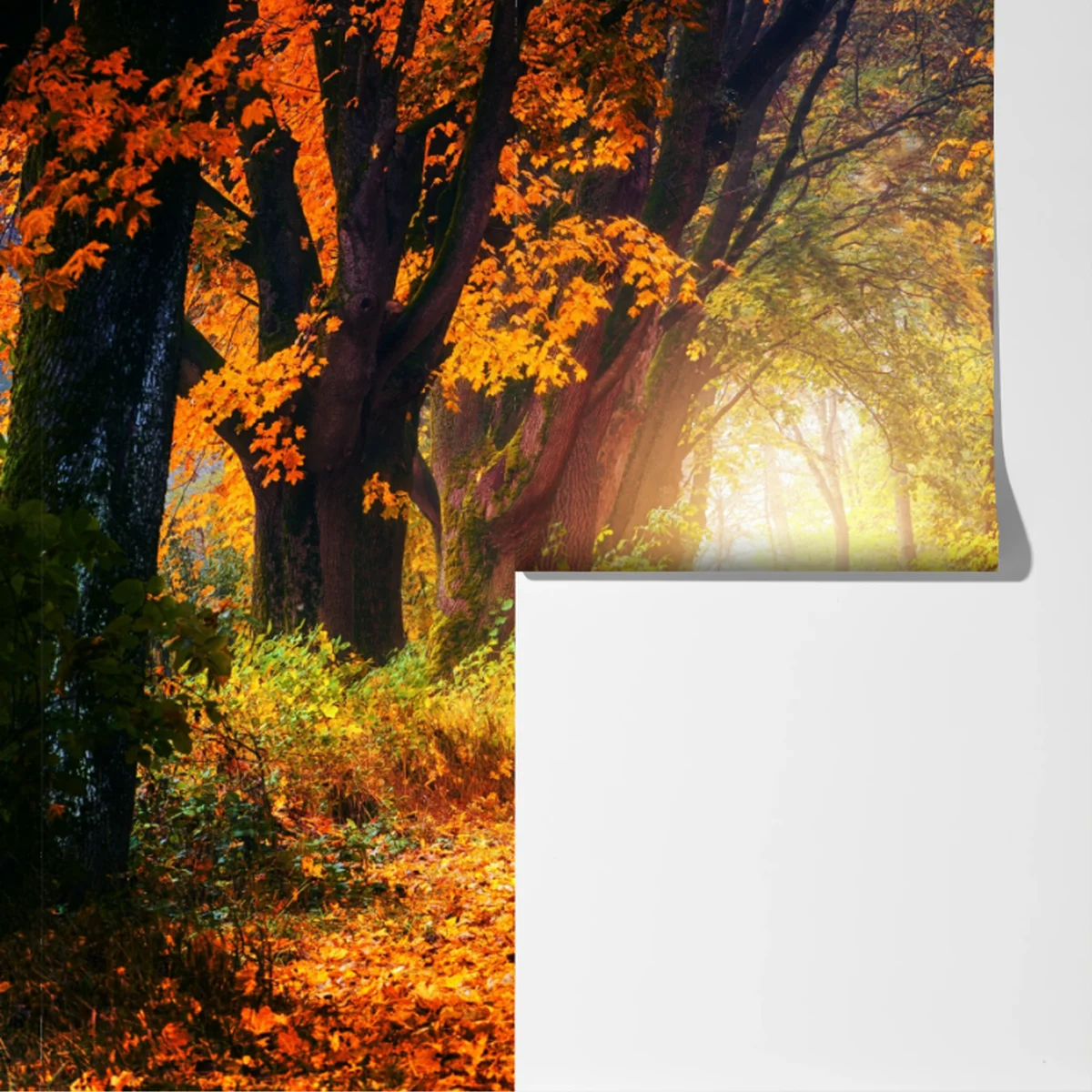 Fototapeta jesienna leśna ścieżka w złotym świetle Fototapeta jesienna leśna ścieżka w złotym świetle