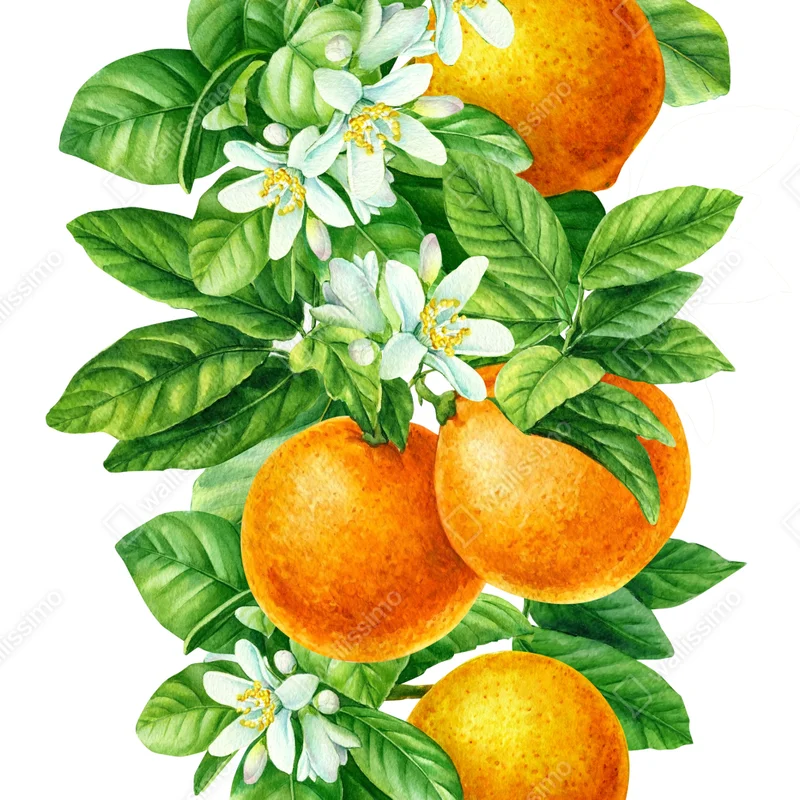 Repositionierbarer Aufkleber zitrusblüten und reife orangen Repositionierbarer Aufkleber zitrusblüten und reife orangen