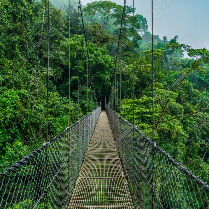 Fototapete hängende brücke im dichten dschungel Fototapete hängende brücke im dichten dschungel