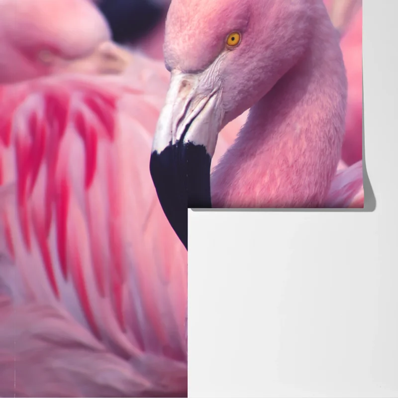 Fototapete rosa flamingo-porträt Fototapete rosa flamingo-porträt