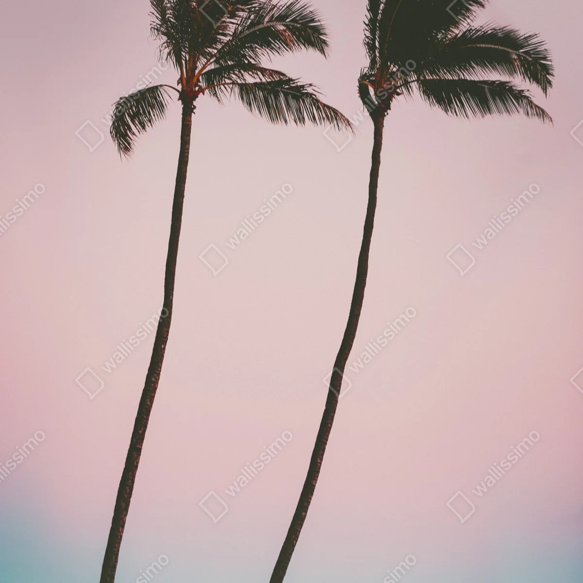 Kühlschrankaufkleber pastellpalmen bei dämmerung Kühlschrankaufkleber pastellpalmen bei dämmerung