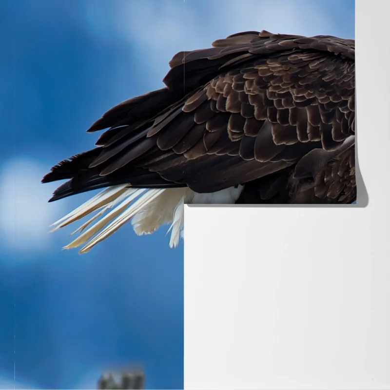 Fototapeta majestatyczny bielik portret Fototapeta majestatyczny bielik portret