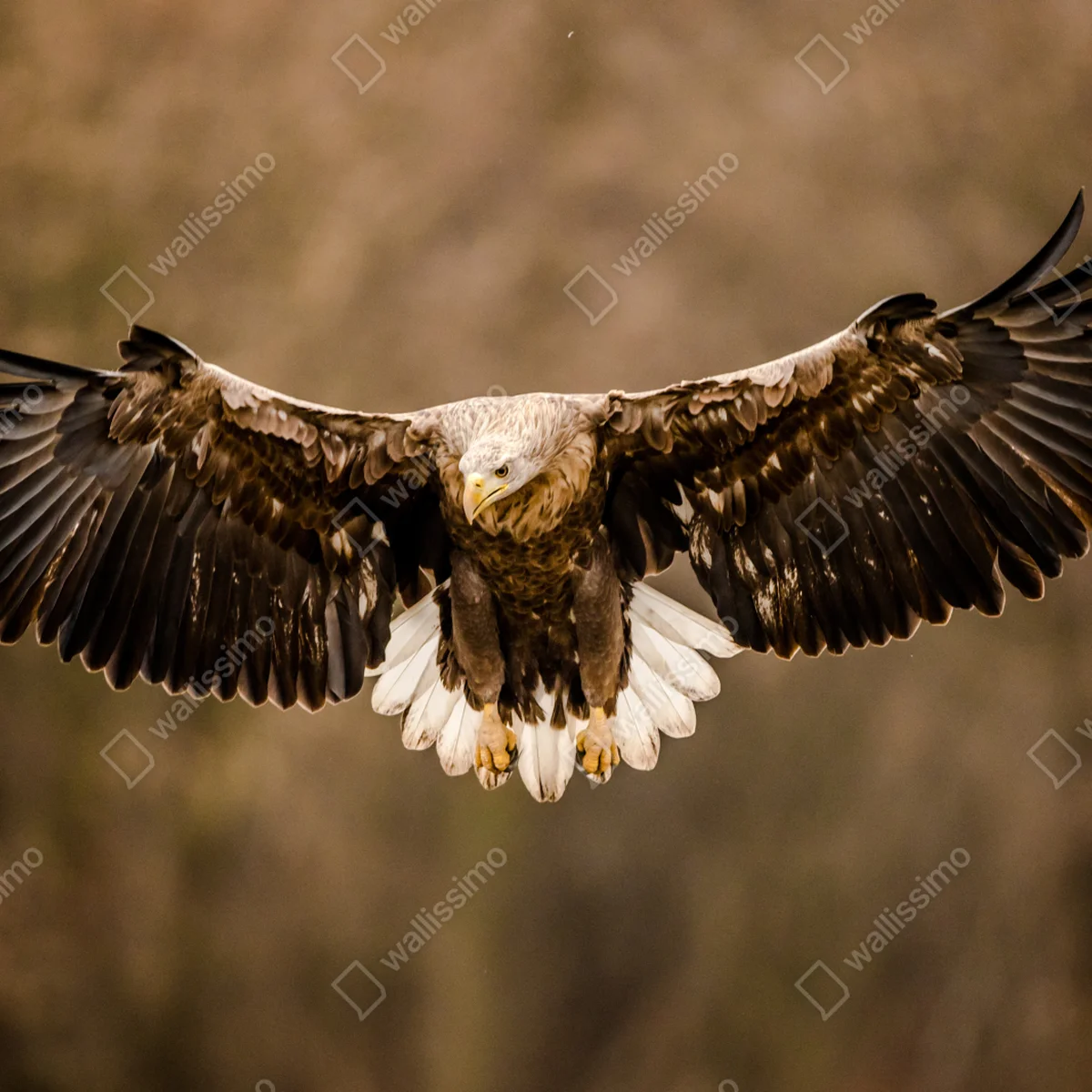 Fototapete majestätischer adler im flug Fototapete majestätischer adler im flug