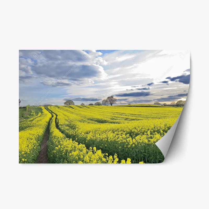 Repositionierbarer Aufkleber goldenes rapsfeld unter dramatischem himmel