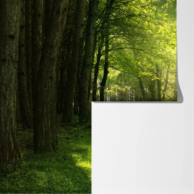 Fototapeta słoneczna leśna ścieżka w zieleni Fototapeta słoneczna leśna ścieżka w zieleni