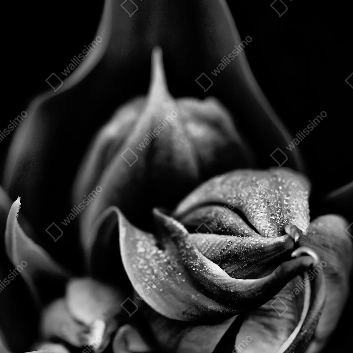 Repositionierbarer Aufkleber monochrome nahaufnahme blüte mit tau Repositionierbarer Aufkleber monochrome nahaufnahme blüte mit tau