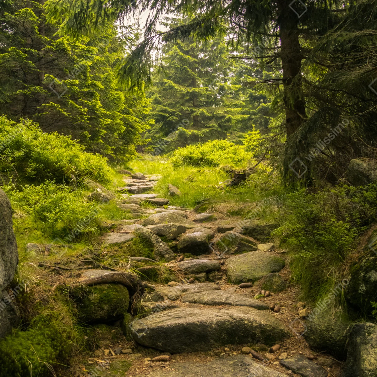 Leinwandbild ruhiger waldweg durch nadelwald Leinwandbild ruhiger waldweg durch nadelwald