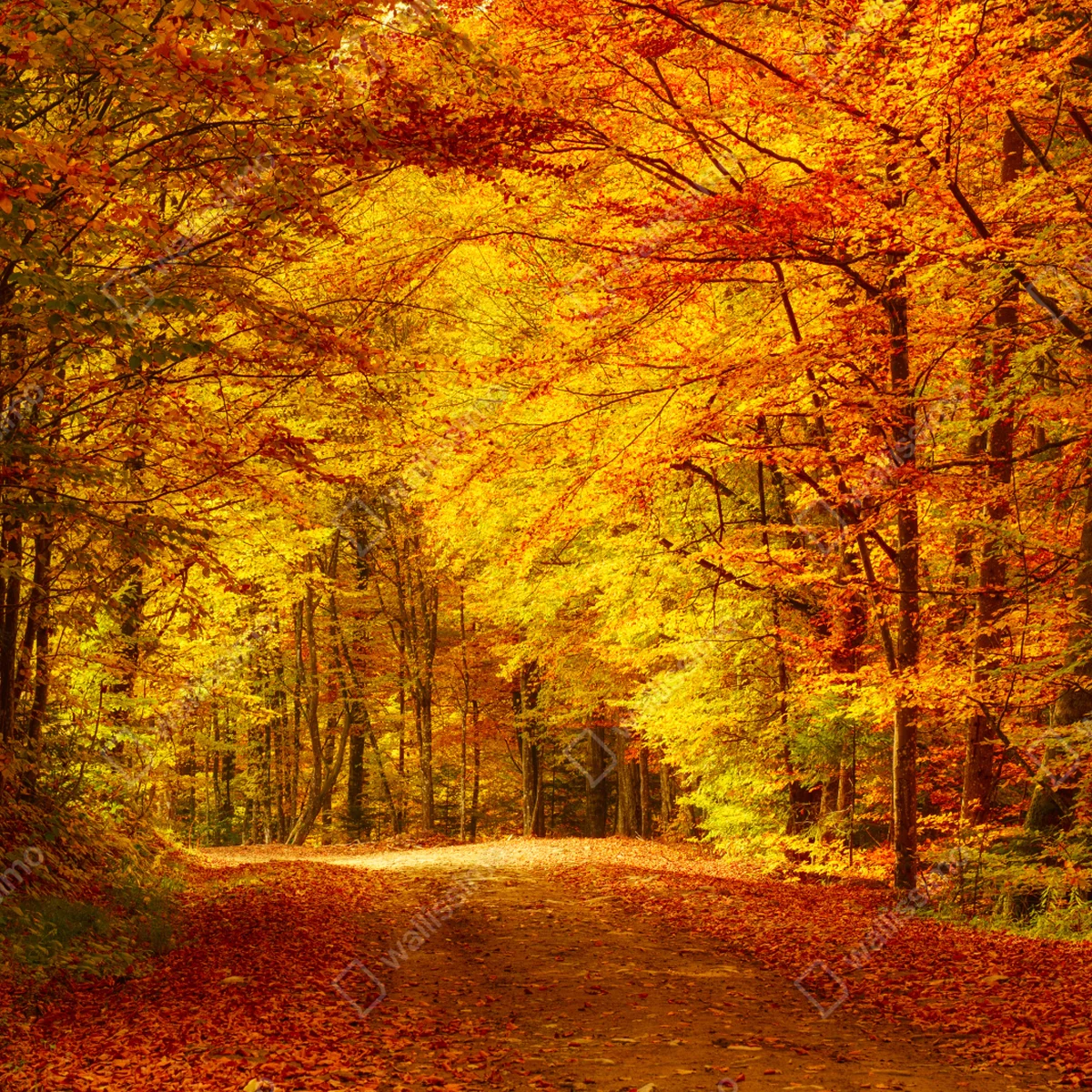 Poster goldener herbstwaldweg Poster goldener herbstwaldweg