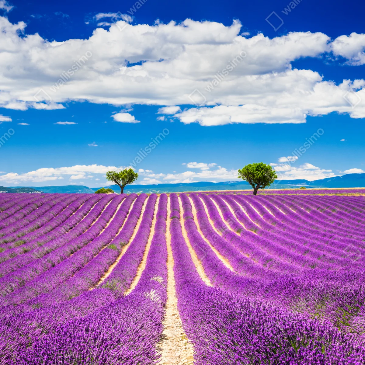 Fototapete lavendelfelder in Provence Fototapete lavendelfelder in Provence