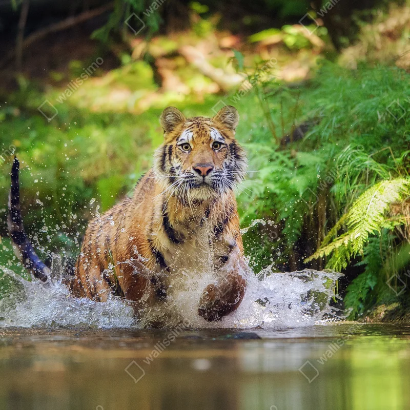 Kühlschrankaufkleber majestätischer tiger im waldbach Kühlschrankaufkleber majestätischer tiger im waldbach