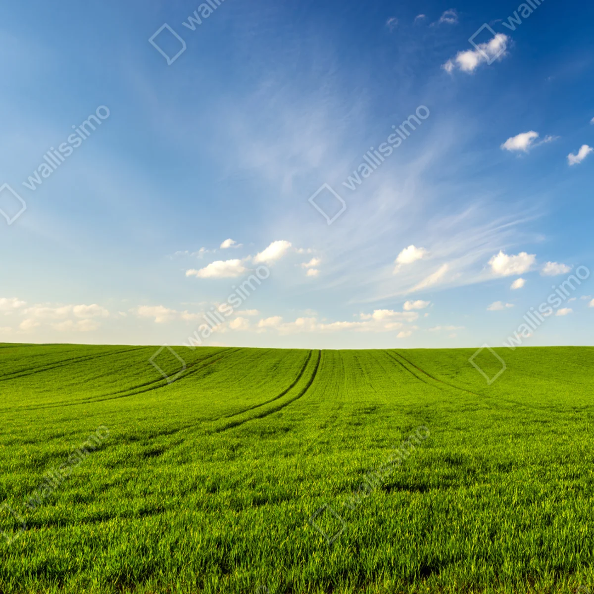 Naklejka na okno wiosenna zielona panorama łąki Naklejka na okno wiosenna zielona panorama łąki
