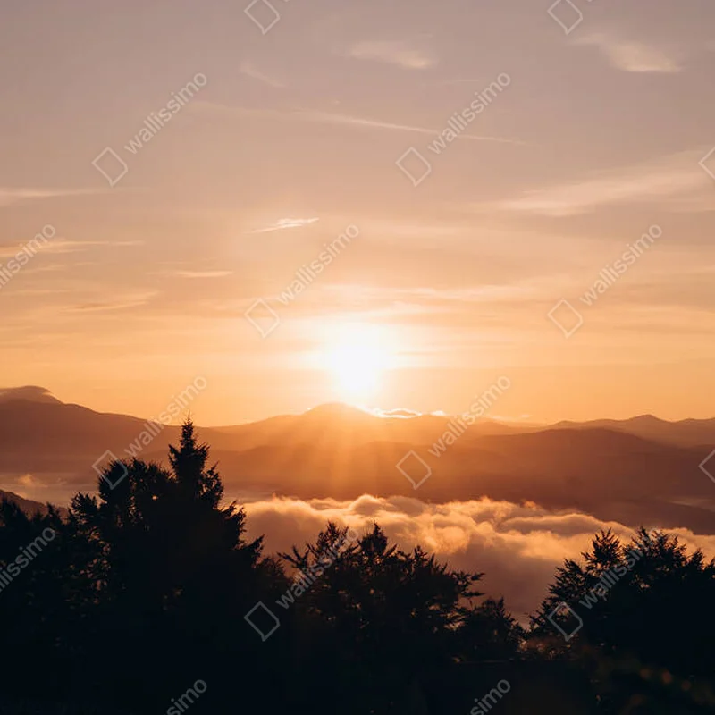 Poster Dieses atemberaubende Foto fängt einen goldenen Sonnenaufgang ein, der über einer ruhigen Berglandschaft aufgeht, während die Sonnenstrahlen sanft den Nebel erhellen, der in den Tälern darunter hängt. Die Silhouetten der Bäume im Vordergrund verleihen Tiefe und Kontrast • Poster bei Wallnifity® Poster Dieses atemberaubende Foto fängt einen goldenen Sonnenaufgang ein, der über einer ruhigen Berglandschaft aufgeht, während die Sonnenstrahlen sanft den Nebel erhellen, der in den Tälern darunter hängt. Die Silhouetten der Bäume im Vordergrund verleihen Tiefe und Kontrast • Poster bei Wallnifity®