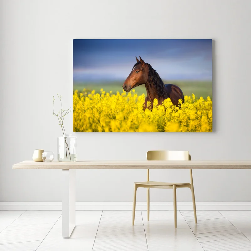 Leinwandbild braunes pferd im gelben rapsfeld Leinwandbild braunes pferd im gelben rapsfeld
