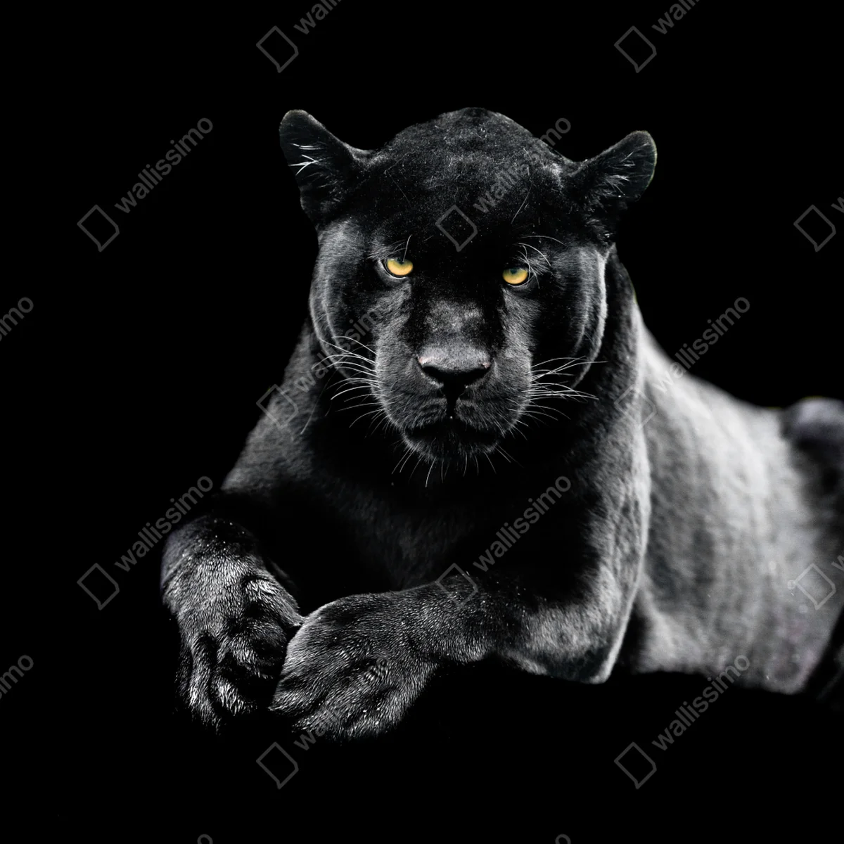 Fototapete porträt eines schwarzen panthers vor schwarzem hintergrund Fototapete porträt eines schwarzen panthers vor schwarzem hintergrund