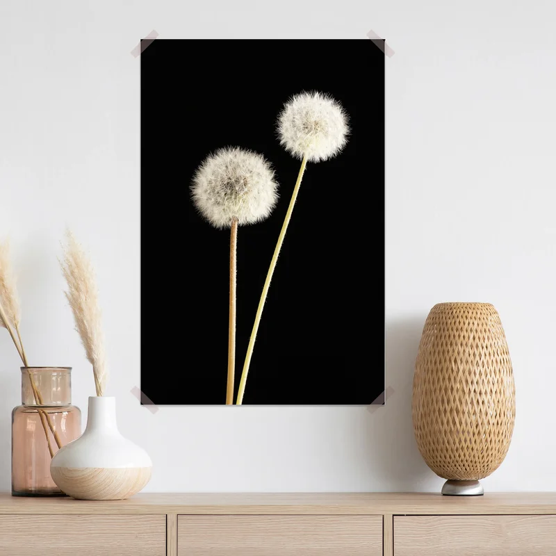 Poster zarte löwenzahnsamen auf schwarzem hintergrund Poster zarte löwenzahnsamen auf schwarzem hintergrund