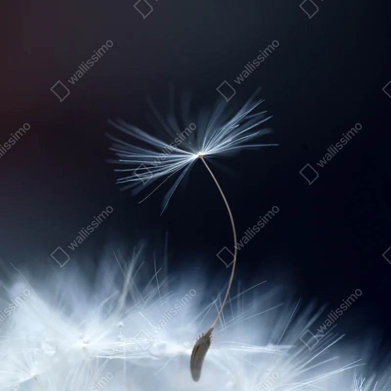 Fensteraufkleber zarte makroaufnahme eines löwenzahnsamens Fensteraufkleber zarte makroaufnahme eines löwenzahnsamens