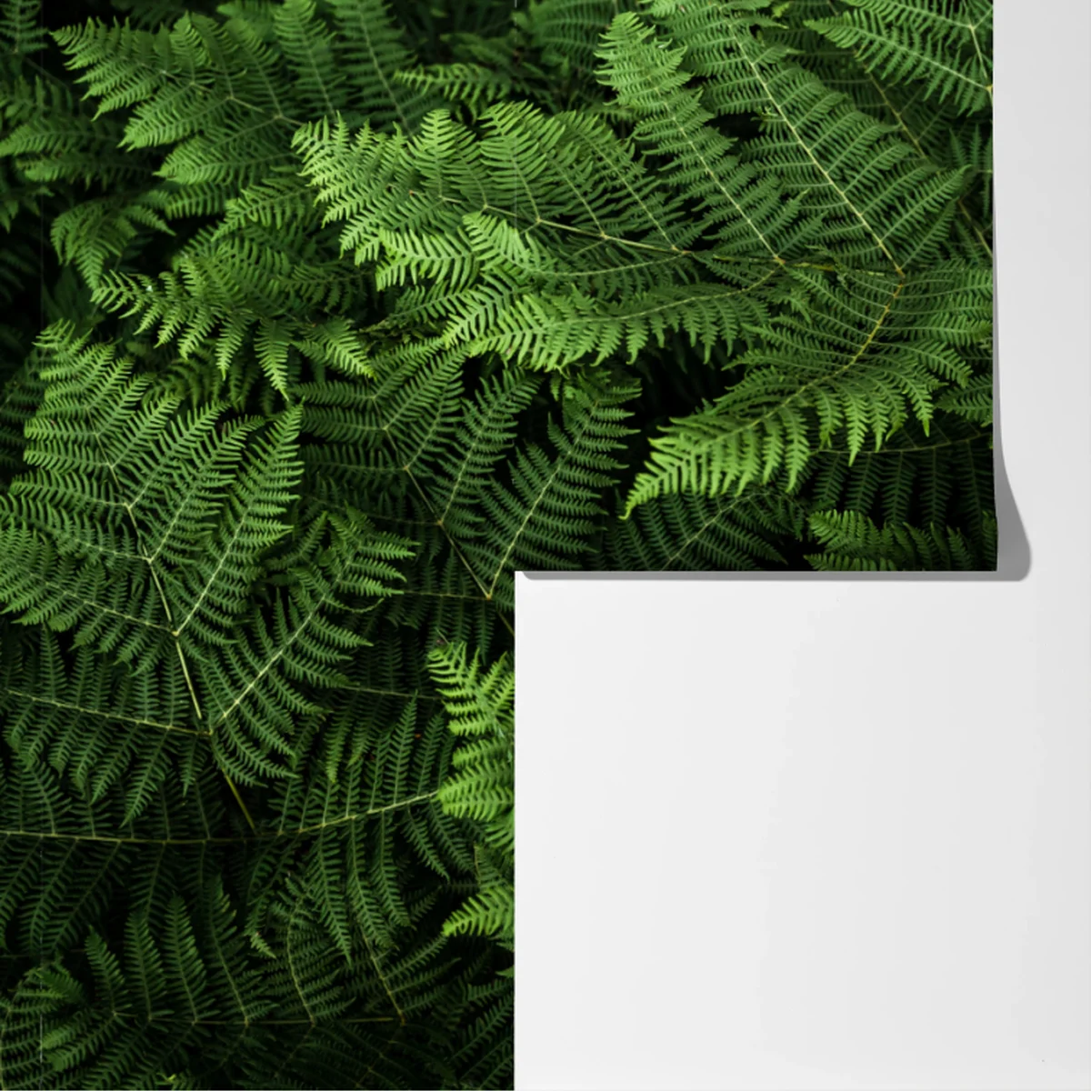 Fototapeta bujna zielona paproć Fototapeta bujna zielona paproć