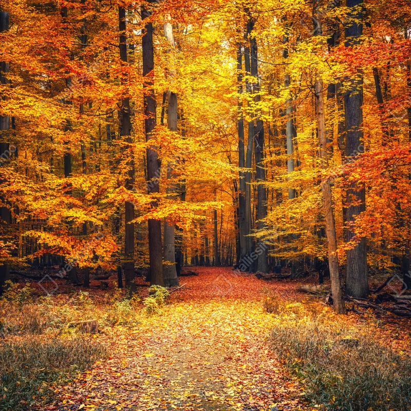 Poster herbstlicher waldpfad mit goldenen blättern Poster herbstlicher waldpfad mit goldenen blättern