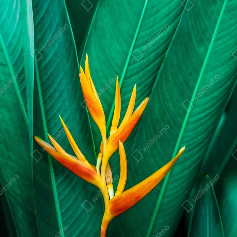 Naklejka na laptopa intensywny tropikalny ptak rajski na zielonych liściach Naklejka na laptopa intensywny tropikalny ptak rajski na zielonych liściach